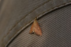 Mnesictena flavidalis