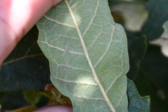 Quercus castanea