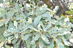 Quercus castanea