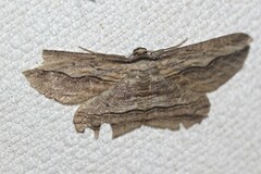 Euphronarcha luxaria