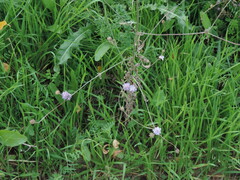 Cephalaria transsylvanica