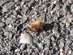 Apis mellifera