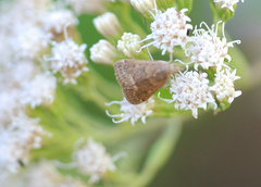 Achyra rantalis