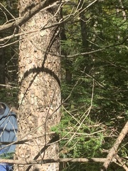 Fraxinus nigra