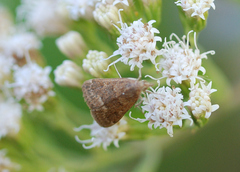 Achyra rantalis