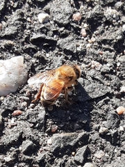 Apis mellifera