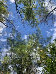 Fraxinus nigra