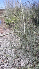 Paspalum monostachyum