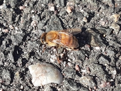 Apis mellifera