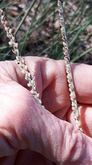 Paspalum monostachyum