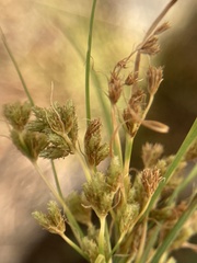 Cyperus squarrosus