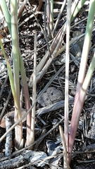 Paspalum monostachyum