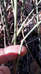 Paspalum monostachyum