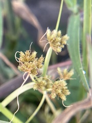 Cyperus squarrosus