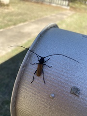 Tragidion coquus