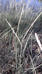Paspalum monostachyum