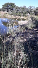 Paspalum monostachyum