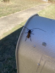 Tragidion coquus
