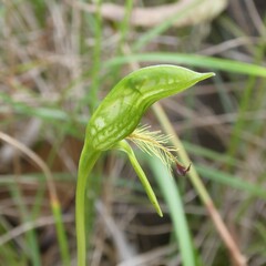Pterostylis plumosa