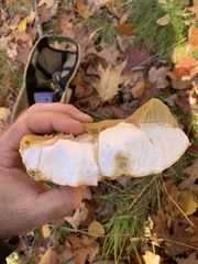 Boletus edulis