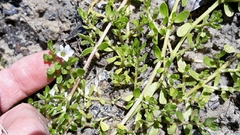 Bacopa monnieri