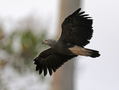 Haliaeetus humilis