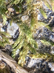 Forsstroemia trichomitria