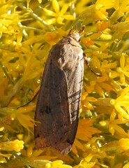 Abagrotis alternata