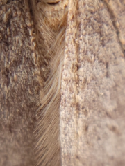 Operophtera bruceata