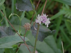 Cephalaria transsylvanica