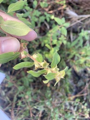 Ludwigia pilosa