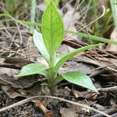 Pterostylis plumosa