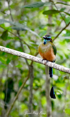 Eumomota superciliosa