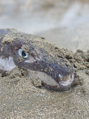 Lagocephalus sceleratus