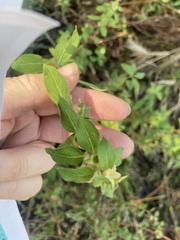 Ludwigia pilosa