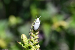 Megalostylus