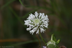 Marshallia caespitosa