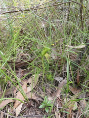 Pterostylis plumosa