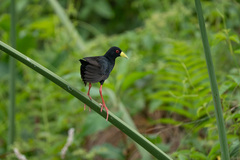 Zapornia flavirostra