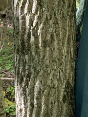 Fraxinus nigra