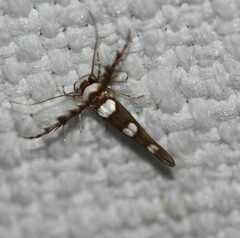 Stathmopoda triselena