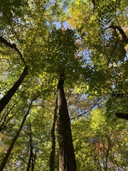 Fraxinus nigra