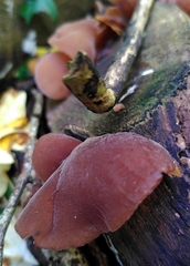 Auricularia auricula-judae