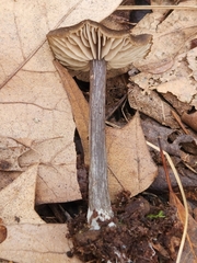 Entoloma ortonii
