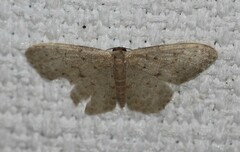 Idaea trissorma
