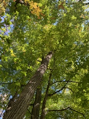 Fraxinus nigra