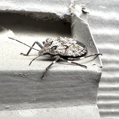 Brochymena affinis