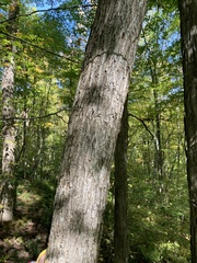 Fraxinus nigra