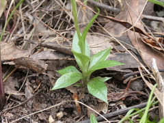 Pterostylis plumosa