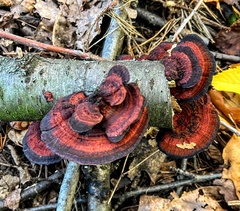 Daedaleopsis tricolor